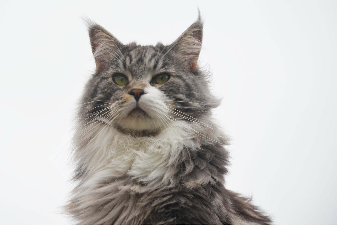 Beautiful Maine Coon Kittens Available in Northern California
