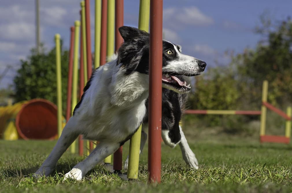 Advanced Dog Training: Transforming Your Dog’s Behavior and Bond