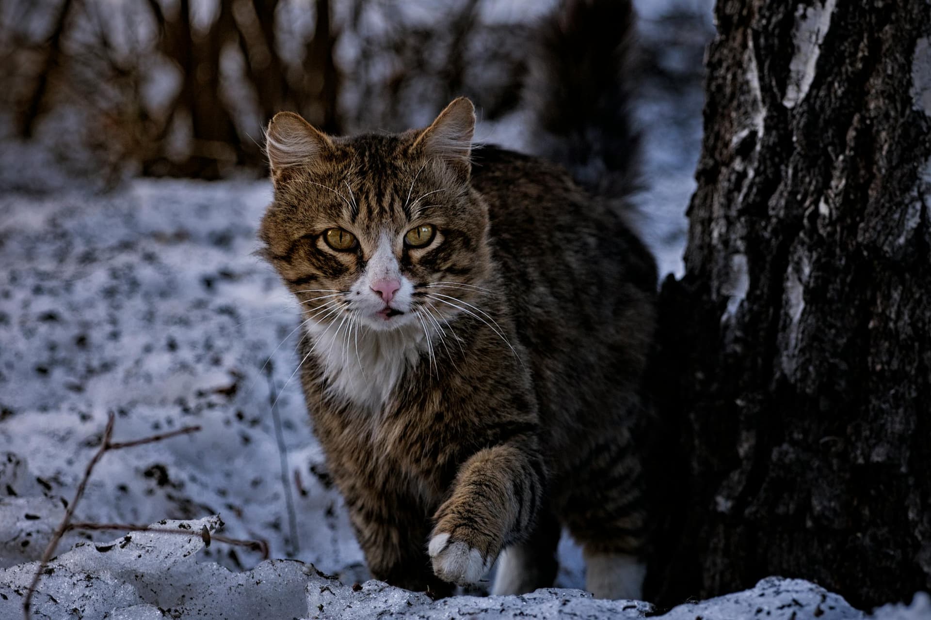 Maine Coon Kittens for Sale Sacramento – Find Your Perfect Companion