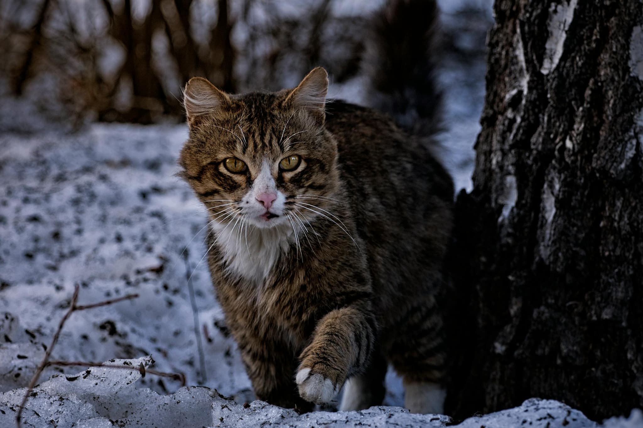Maine Coon Kittens for Sale Sacramento – Find Your Perfect Companion
