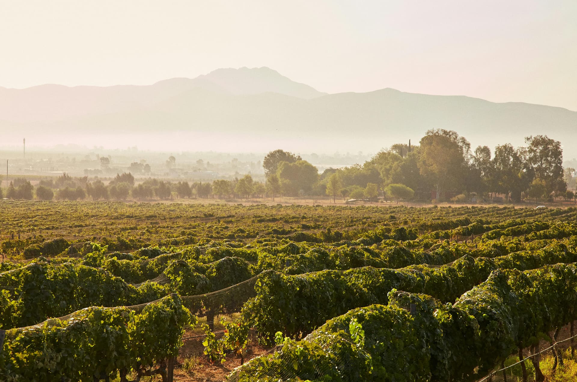 Planning the Perfect Day Trip to a Winery Sacramento Residents Recommend