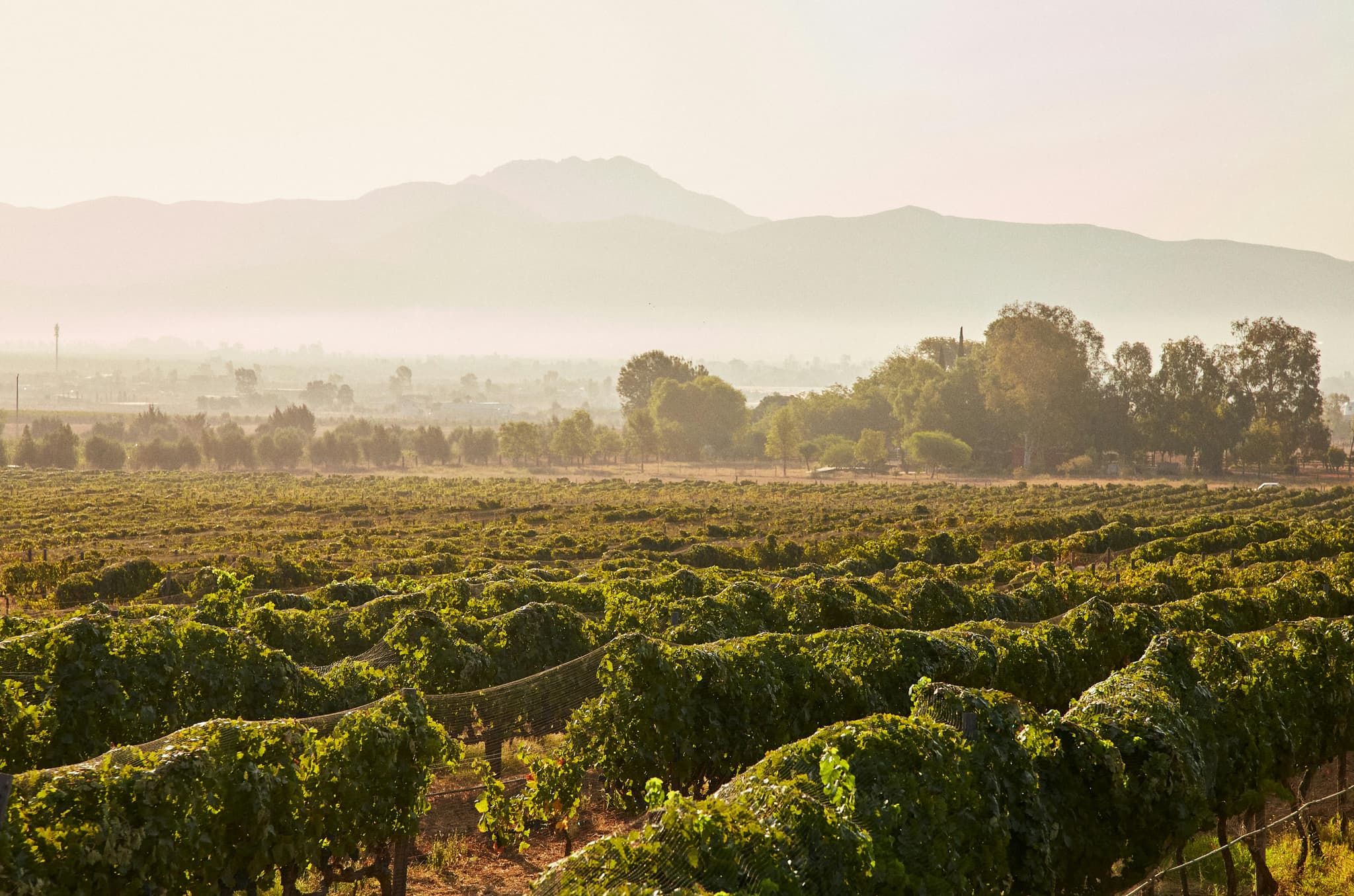 Planning the Perfect Day Trip to a Winery Sacramento Residents Recommend