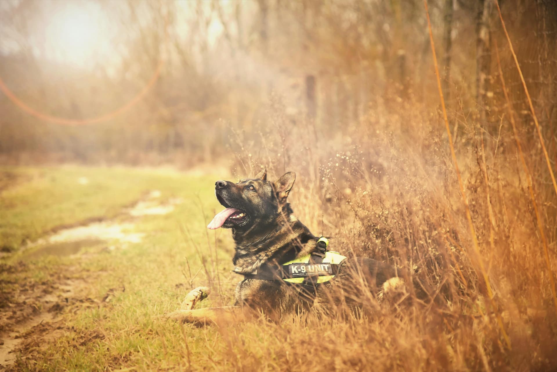 Security Dog Services Leicester – Professional K9 Security Teams