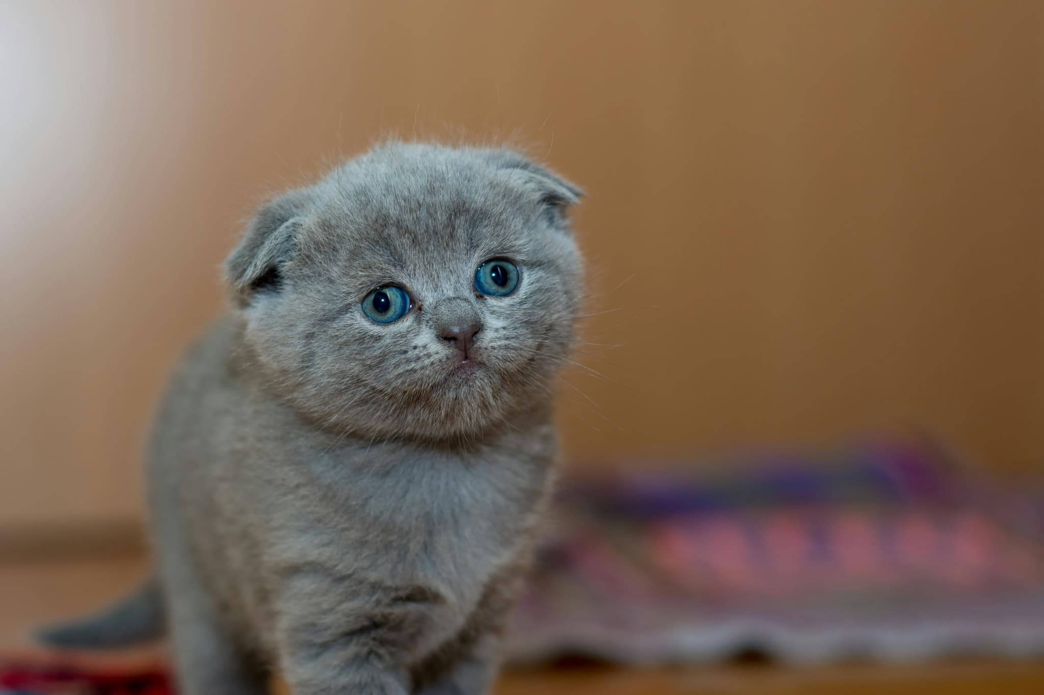 Family-Raised Maine Coon Kittens for Sale California Pet Owners Love