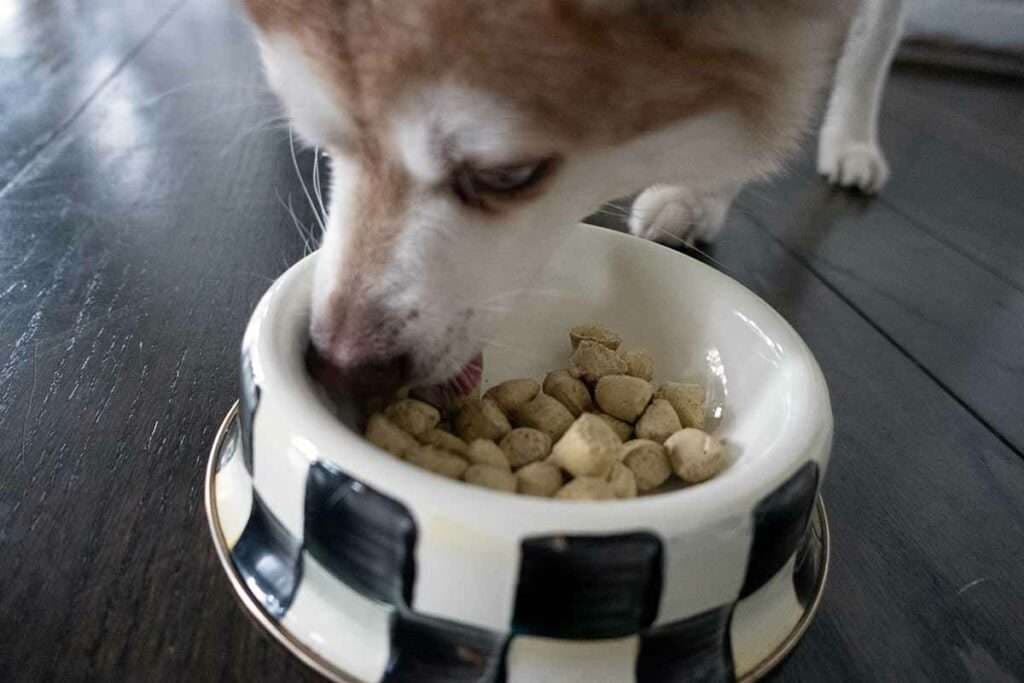 Dr Martys Dog Food: Premium Nutrition for Every Stage of Life