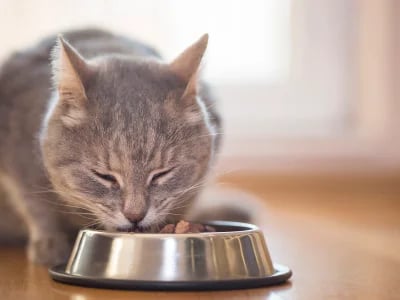 Nacho Cat Food Reviews: Is This Celebrity Brand Worth the Hype?