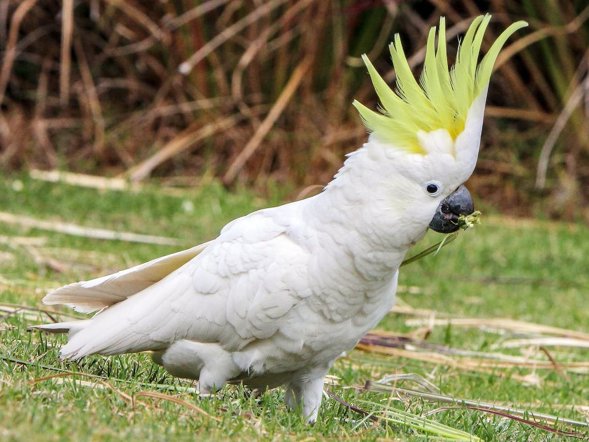 Parrot Breeder – Premium Exotic Selection Amazing Birds Farm