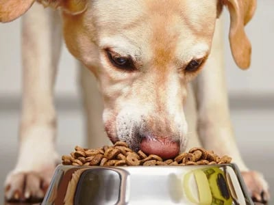 The Farmer's Dog Price Explained Simply
