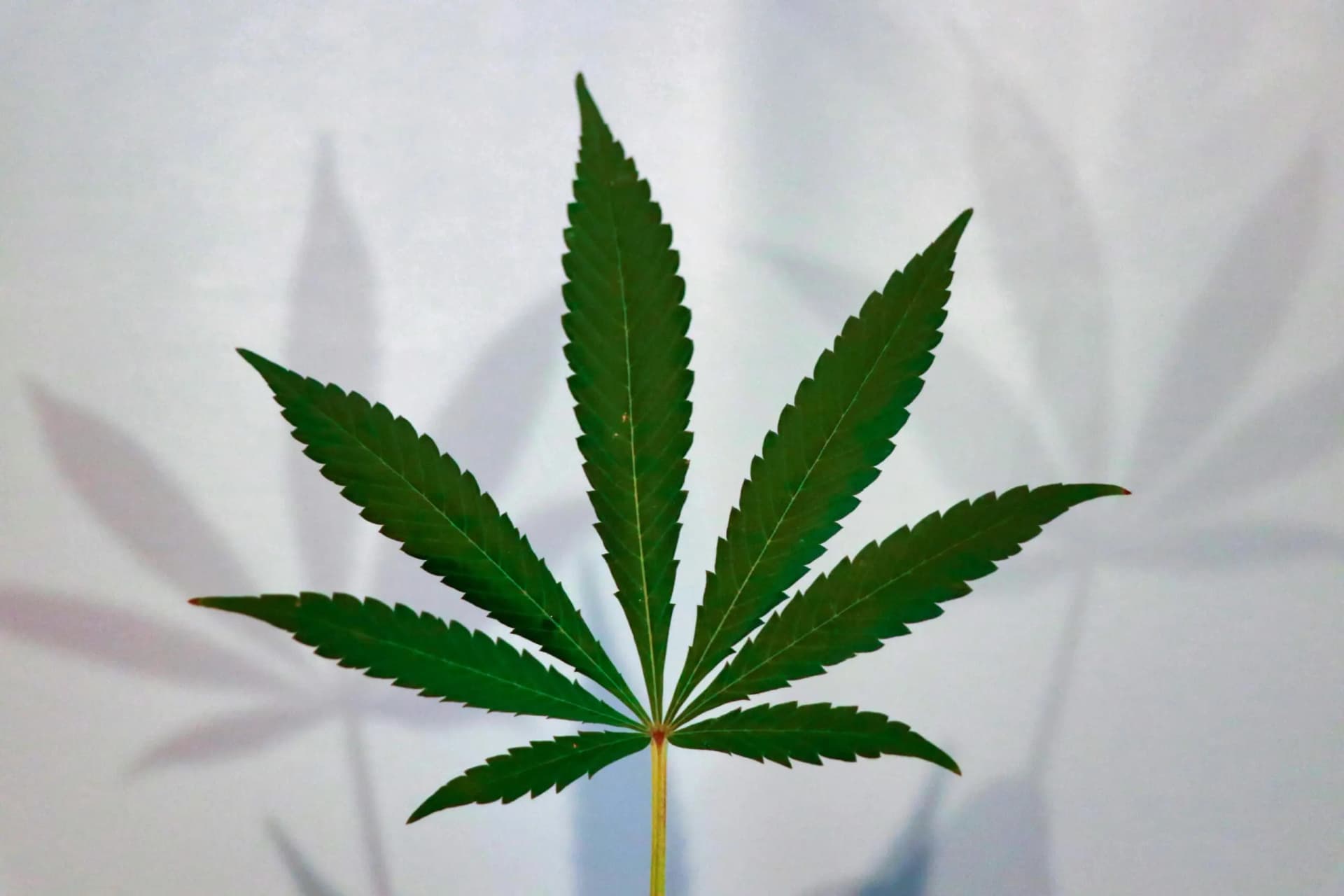 CBD Miami: Premium Infused Cakes from Miami Rave