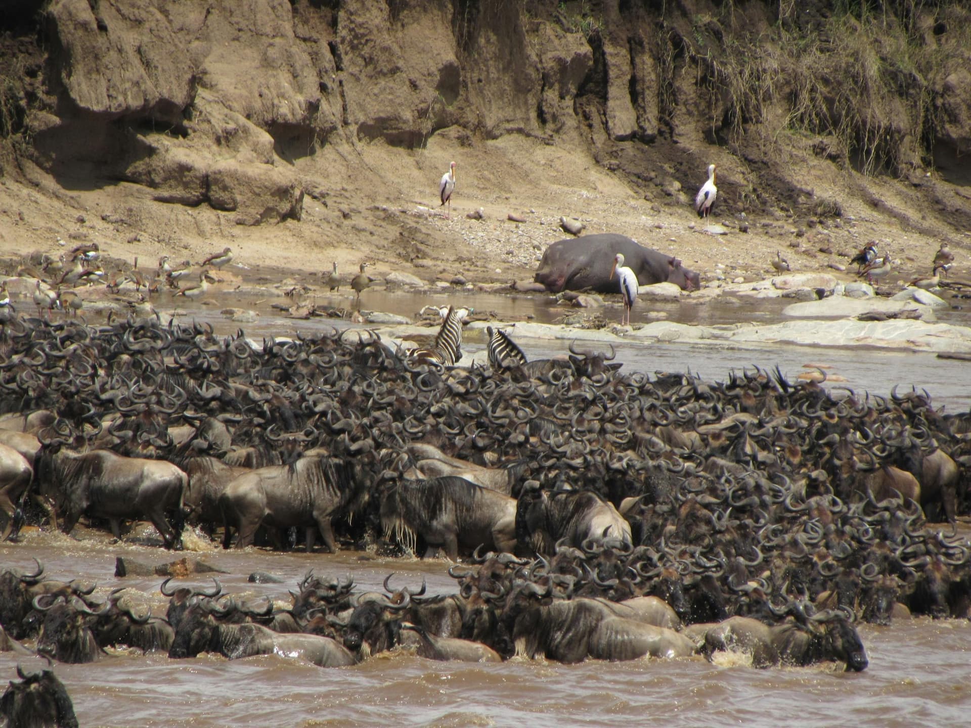 Tanzania Safari Holidays: Plan Your Ultimate African Experience