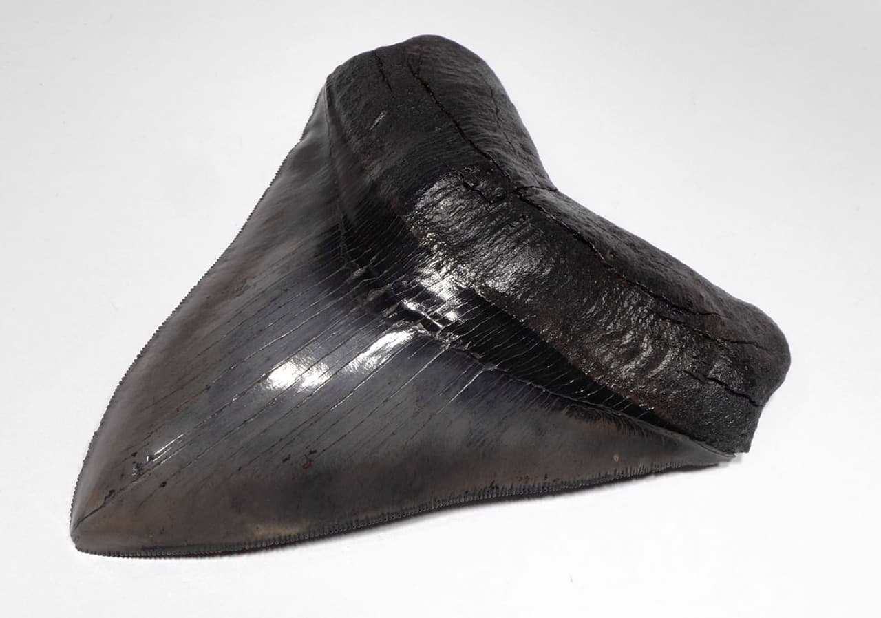 MEGALODON TOOTH BUYING GUIDE: HOW TO SPOT RARE FINDS