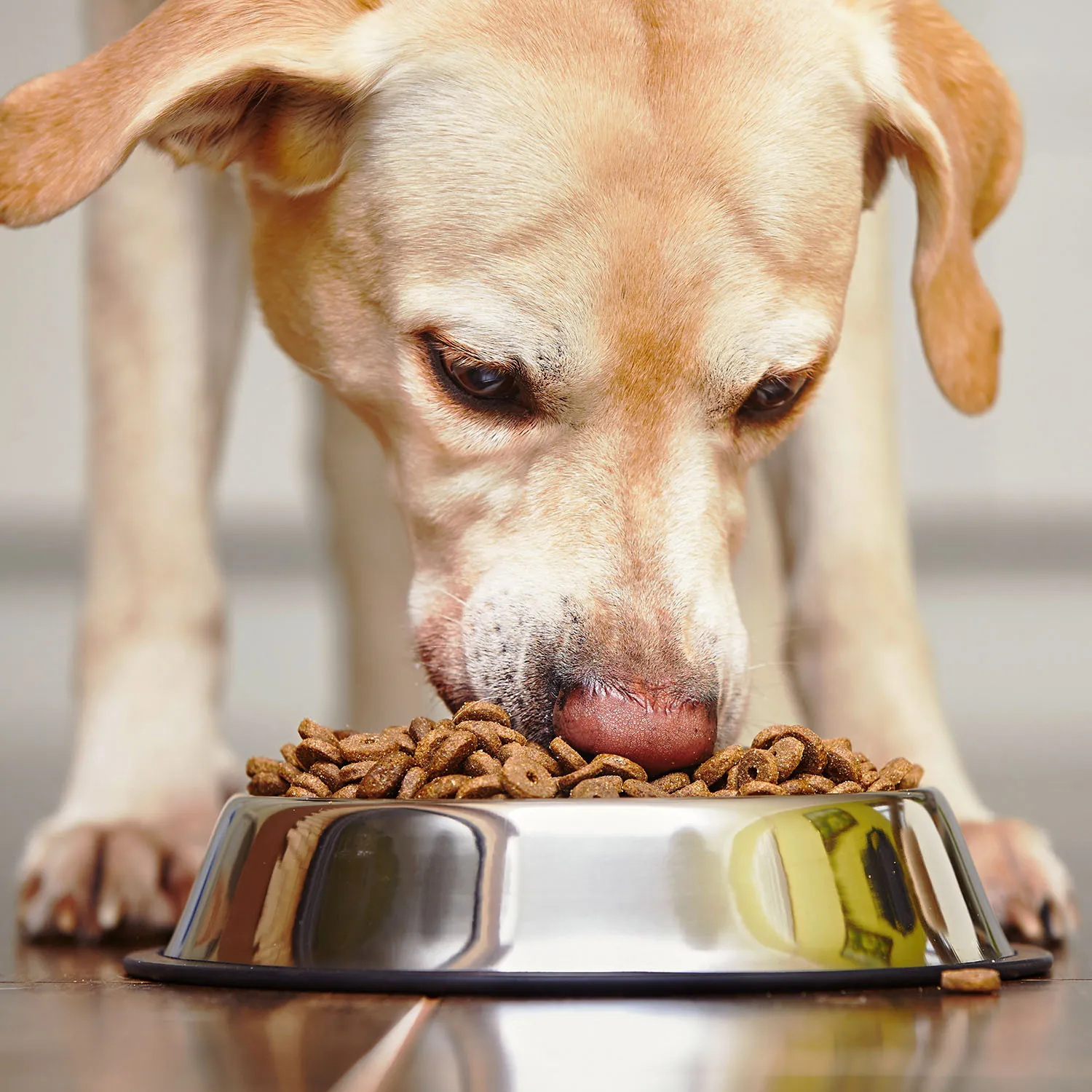 The Farmer's Dog Price Explained Simply