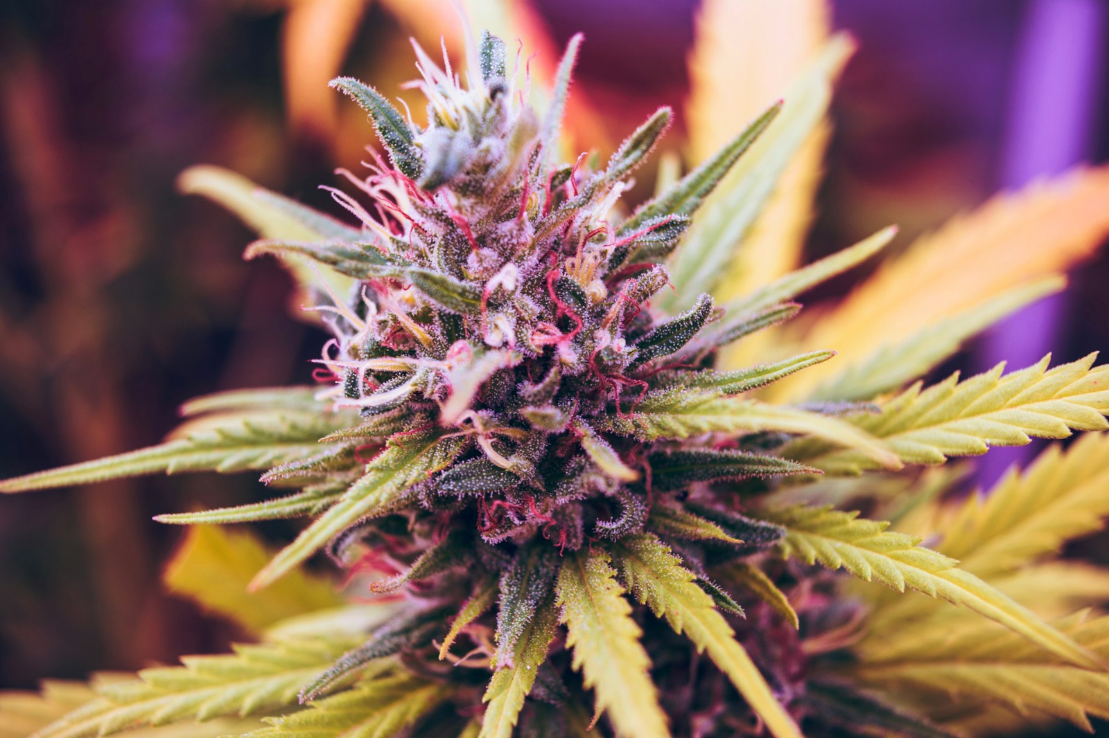 Cheap Canna Deals at Bud Cargo – Stretch Your Budget Without Sacrificing Quality