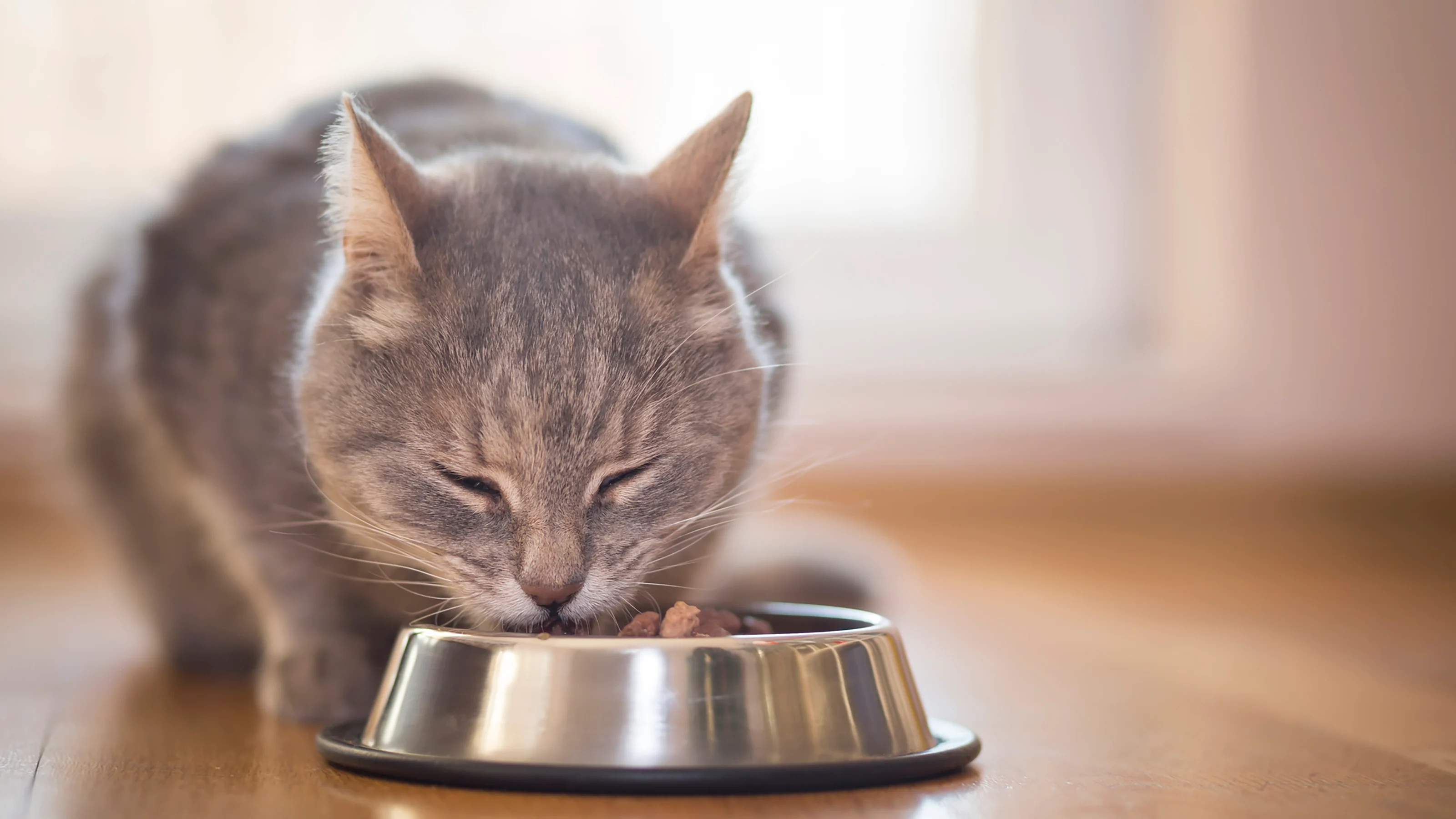 Nacho Cat Food Reviews: Is This Celebrity Brand Worth the Hype?