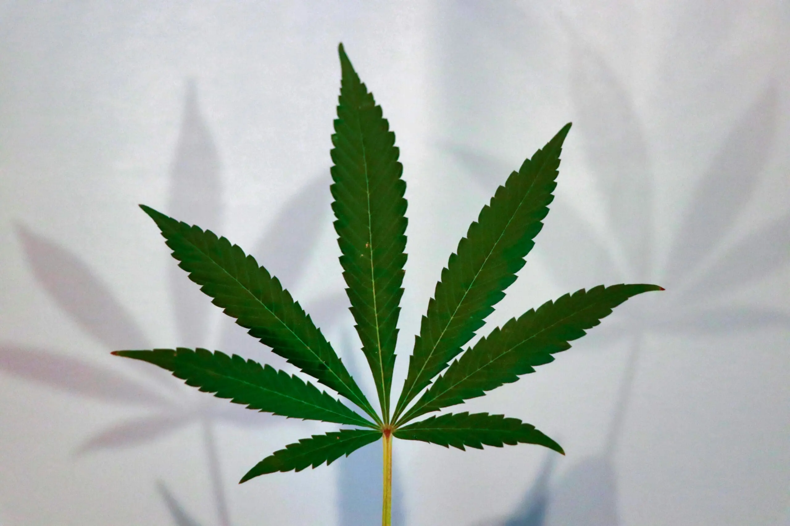 CBD Miami: Premium Infused Cakes from Miami Rave