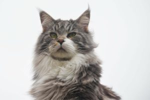 Maine-Coon-for-sale-Nigeria