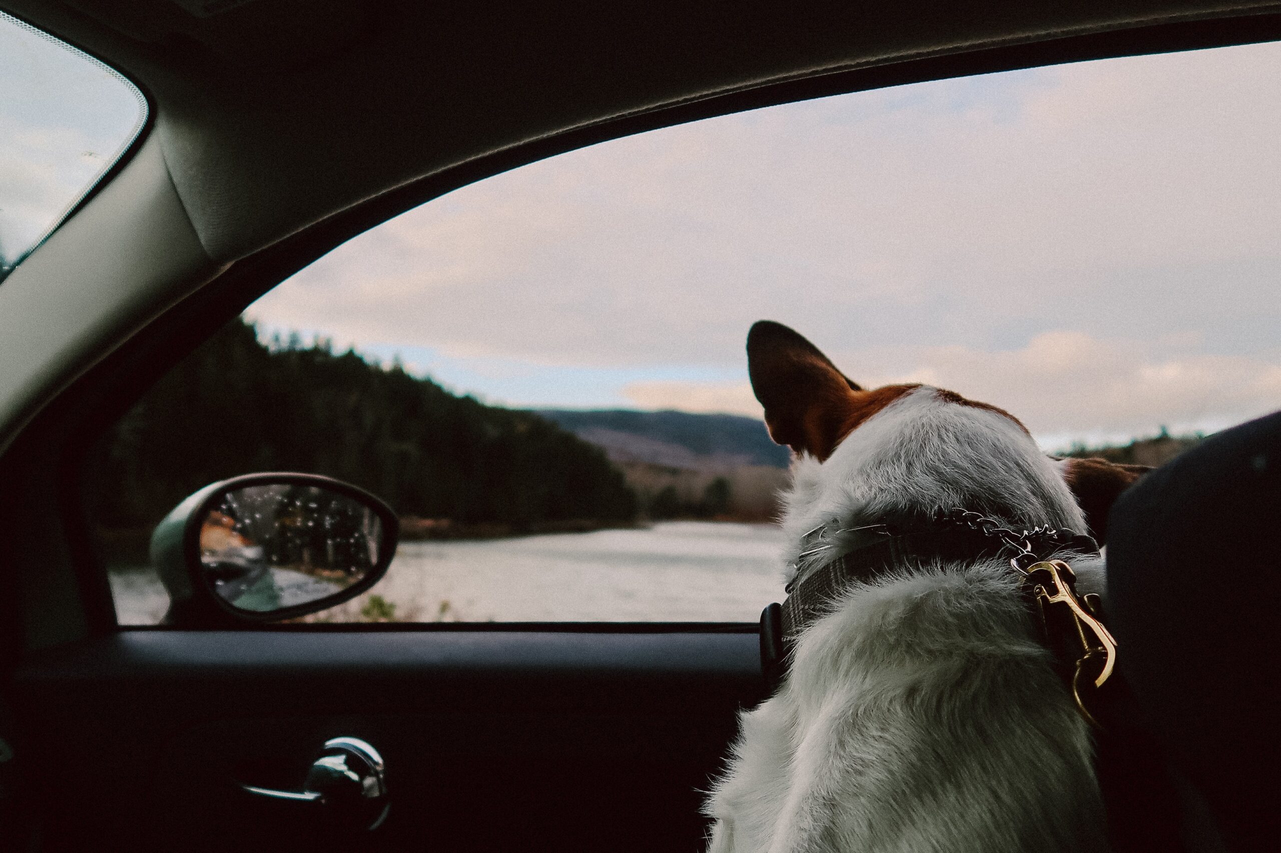 Easy Pet Travel Made Simple with Vet Home Certs