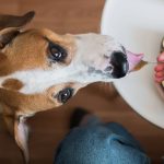 overhead-view-dog-fed-food-on-spoon-110124