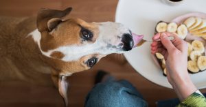 overhead-view-dog-fed-food-on-spoon-110124