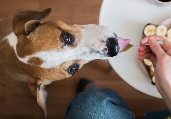 overhead-view-dog-fed-food-on-spoon-110124